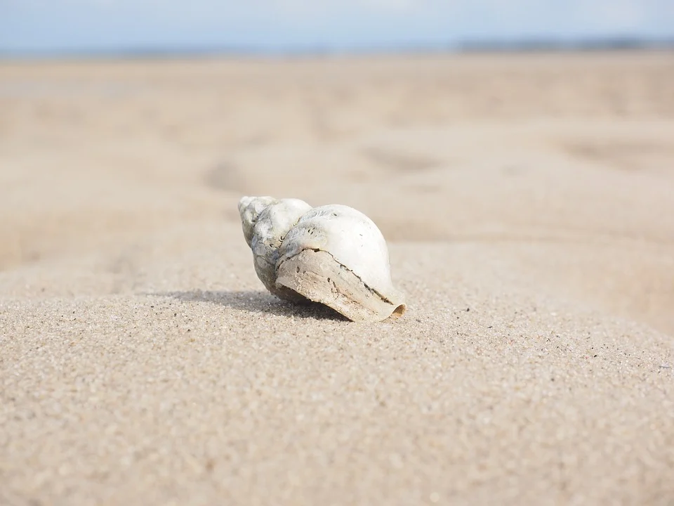 eye-catch-shell