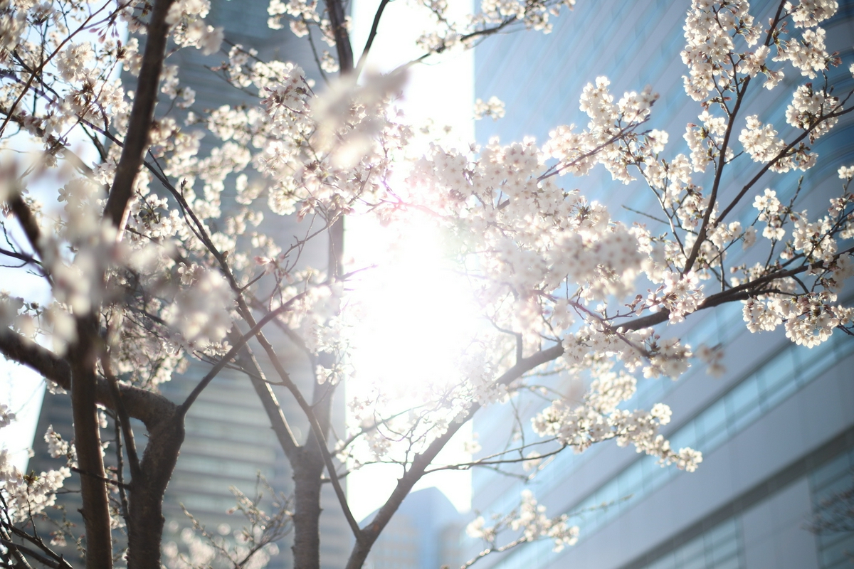 満開の桜